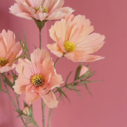 Tropical Cosmos | Craft your own Paper Flowers